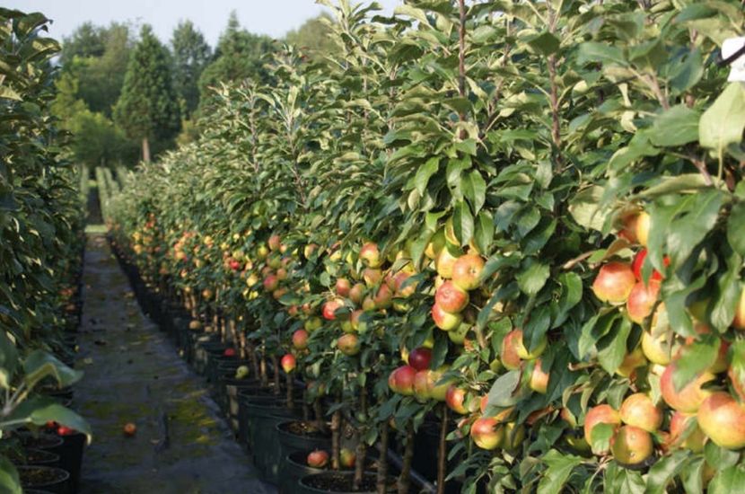 POMI COLUMNARI PITICI,MERI.CIRESI,CAISI,NECTARIN-10+5 GRATIS - POMI COLUMNARI PITICI MERI CIRESI CAISI NECTARIN 10 5 GRATIS