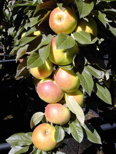 POMI COLUMNARI PITICI,MERI.CIRESI,CAISI,NECTARIN-10+5 GRATIS - POMI COLUMNARI PITICI MERI CIRESI CAISI NECTARIN 10 5 GRATIS