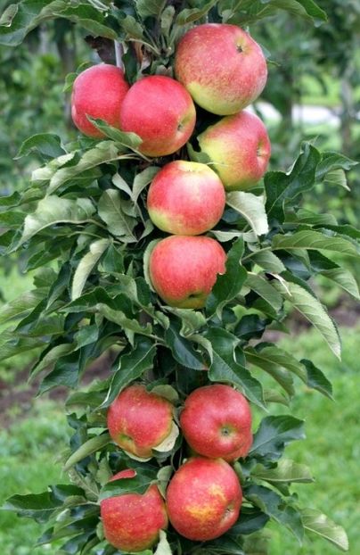 POMI COLUMNARI PITICI,MERI.CIRESI,CAISI,NECTARIN-10+5 GRATIS - POMI COLUMNARI PITICI MERI CIRESI CAISI NECTARIN 10 5 GRATIS