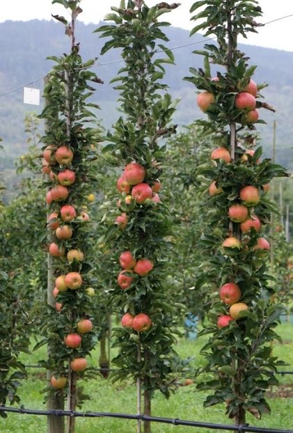 POMI COLUMNARI PITICI,MERI.CIRESI,CAISI,NECTARIN-10+5 GRATIS - POMI COLUMNARI PITICI MERI CIRESI CAISI NECTARIN 10 5 GRATIS