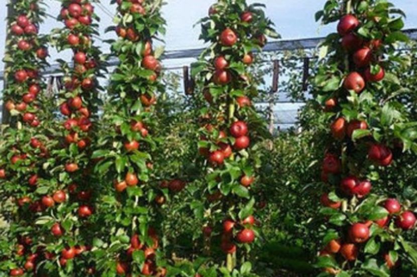 POMI COLUMNARI PITICI,MERI.CIRESI,CAISI,NECTARIN-10+5 GRATIS - POMI COLUMNARI PITICI MERI CIRESI CAISI NECTARIN 10 5 GRATIS