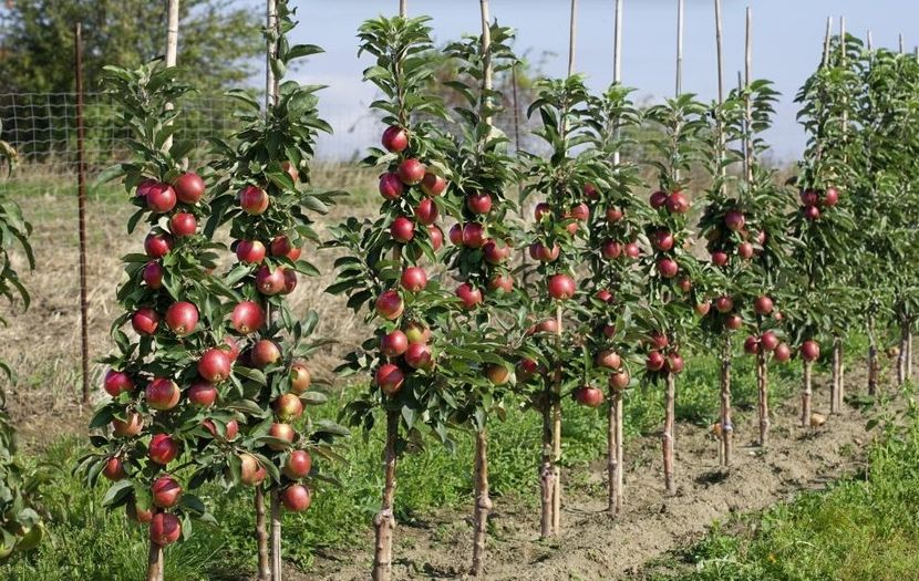 POMI COLUMNARI PITICI,MERI.CIRESI,CAISI,NECTARIN-10+5 GRATIS - POMI COLUMNARI PITICI MERI CIRESI CAISI NECTARIN 10 5 GRATIS