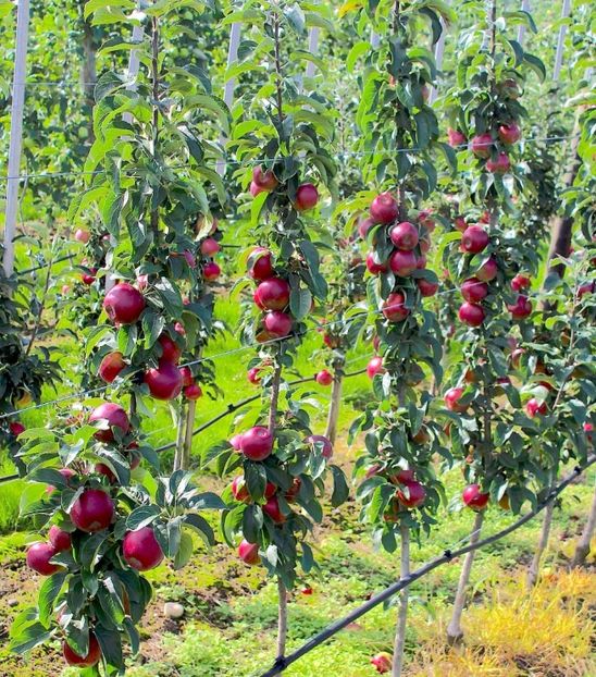 POMI COLUMNARI PITICI,MERI.CIRESI,CAISI,NECTARIN-10+5 GRATIS - POMI COLUMNARI PITICI MERI CIRESI CAISI NECTARIN 10 5 GRATIS