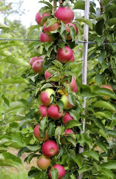 POMI COLUMNARI PITICI,MERI.CIRESI,CAISI,NECTARIN-10+5 GRATIS - POMI COLUMNARI PITICI MERI CIRESI CAISI NECTARIN 10 5 GRATIS