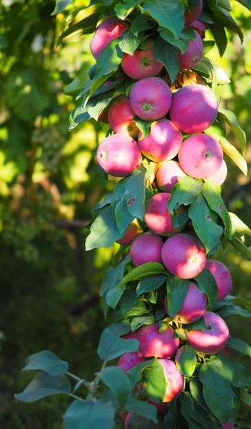 POMI COLUMNARI PITICI,MERI.CIRESI,CAISI,NECTARIN-10+5 GRATIS - POMI COLUMNARI PITICI MERI CIRESI CAISI NECTARIN 10 5 GRATIS