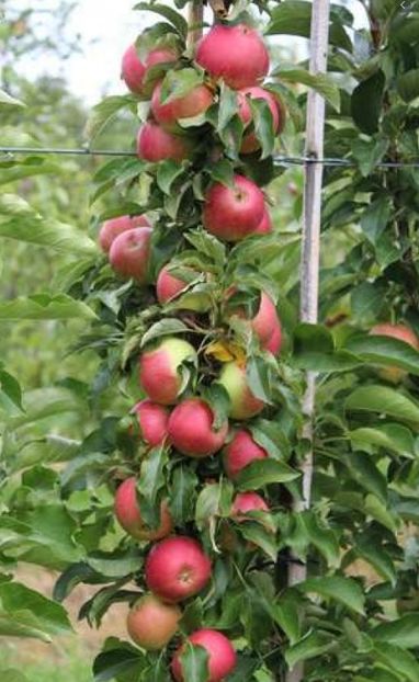 POMI COLUMNARI PITICI,MERI.CIRESI,CAISI,NECTARIN-10+5 GRATIS - POMI COLUMNARI PITICI MERI CIRESI CAISI NECTARIN 10 5 GRATIS