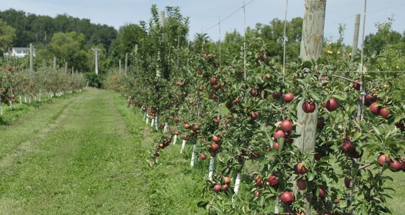 POMI COLUMNARI PITICI,MERI.CIRESI,CAISI,NECTARIN-10+5 GRATIS - POMI COLUMNARI PITICI MERI CIRESI CAISI NECTARIN 10 5 GRATIS