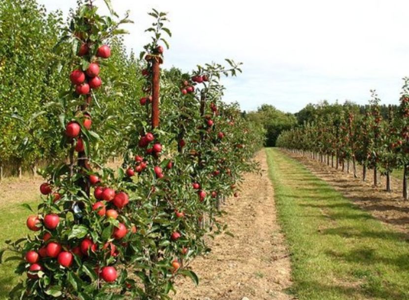 POMI COLUMNARI PITICI,MERI.CIRESI,CAISI,NECTARIN-10+5 GRATIS - POMI COLUMNARI PITICI MERI CIRESI CAISI NECTARIN 10 5 GRATIS