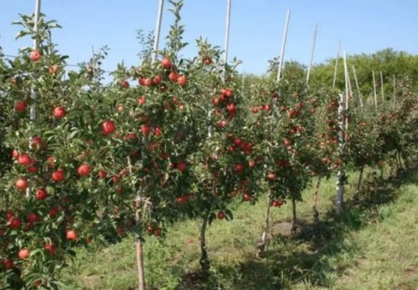 POMI COLUMNARI PITICI,MERI.CIRESI,CAISI,NECTARIN-10+5 GRATIS - POMI COLUMNARI PITICI MERI CIRESI CAISI NECTARIN 10 5 GRATIS