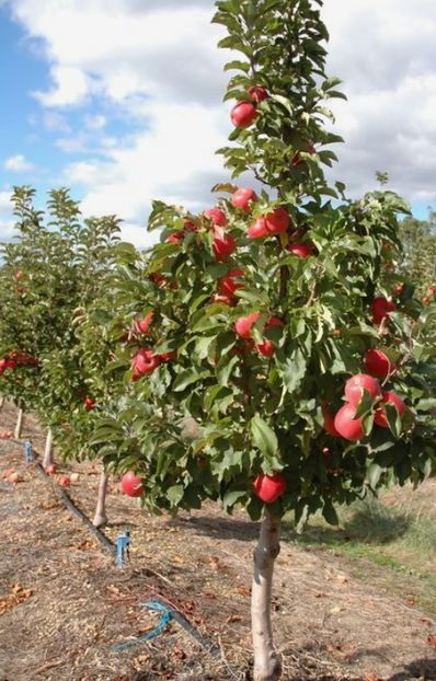 POMI COLUMNARI PITICI,MERI.CIRESI,CAISI,NECTARIN-10+5 GRATIS - POMI COLUMNARI PITICI MERI CIRESI CAISI NECTARIN 10 5 GRATIS