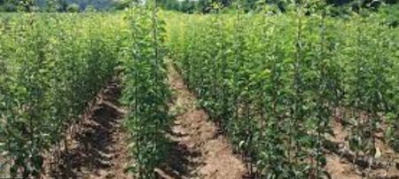 POMI COLUMNARI PITICI,MERI.CIRESI,CAISI,NECTARIN-10+5 GRATIS - POMI COLUMNARI PITICI MERI CIRESI CAISI NECTARIN 10 5 GRATIS