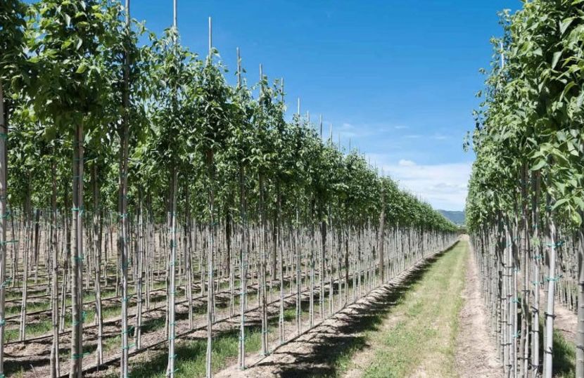 POMI COLUMNARI PITICI,MERI.CIRESI,CAISI,NECTARIN-10+5 GRATIS - POMI COLUMNARI PITICI MERI CIRESI CAISI NECTARIN 10 5 GRATIS