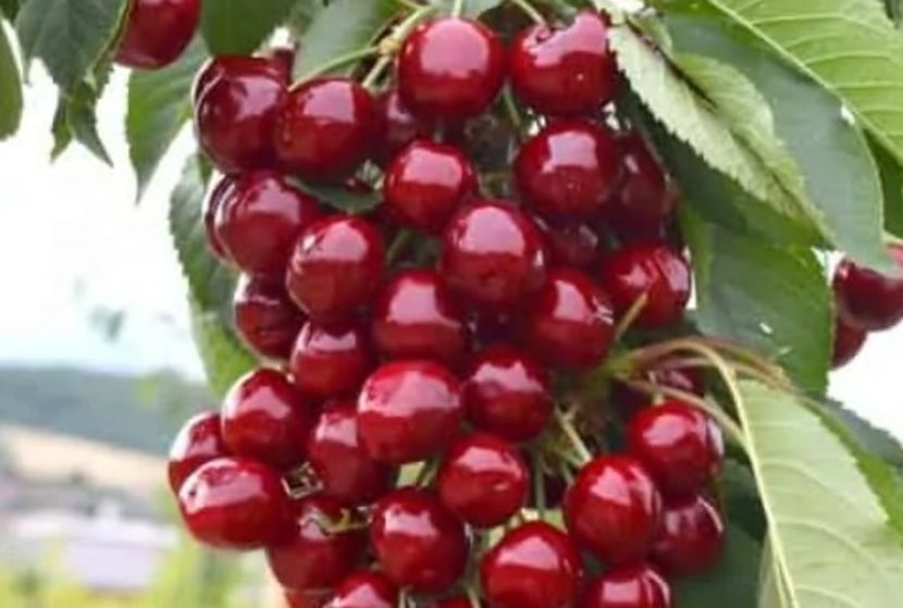 POMI COLUMNARI PITICI,MERI.CIRESI,CAISI,NECTARIN-10+5 GRATIS - POMI COLUMNARI PITICI MERI CIRESI CAISI NECTARIN 10 5 GRATIS