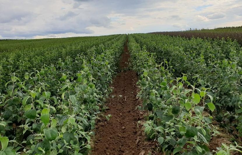 POMI COLUMNARI PITICI,MERI.CIRESI,CAISI,NECTARIN-10+5 GRATIS - POMI COLUMNARI PITICI MERI CIRESI CAISI NECTARIN 10 5 GRATIS