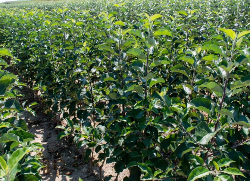 POMI COLUMNARI PITICI,MERI.CIRESI,CAISI,NECTARIN-10+5 GRATIS - POMI COLUMNARI PITICI MERI CIRESI CAISI NECTARIN 10 5 GRATIS