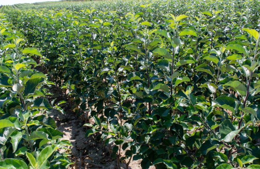 POMI COLUMNARI PITICI,MERI.CIRESI,CAISI,NECTARIN-10+5 GRATIS - POMI COLUMNARI PITICI MERI CIRESI CAISI NECTARIN 10 5 GRATIS