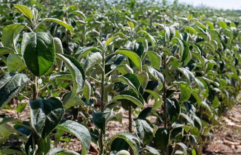 POMI COLUMNARI PITICI,MERI.CIRESI,CAISI,NECTARIN-10+5 GRATIS - POMI COLUMNARI PITICI MERI CIRESI CAISI NECTARIN 10 5 GRATIS