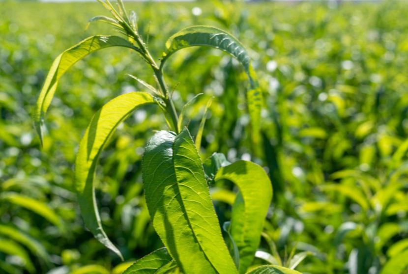 POMI COLUMNARI PITICI,MERI.CIRESI,CAISI,NECTARIN-10+5 GRATIS - POMI COLUMNARI PITICI MERI CIRESI CAISI NECTARIN 10 5 GRATIS