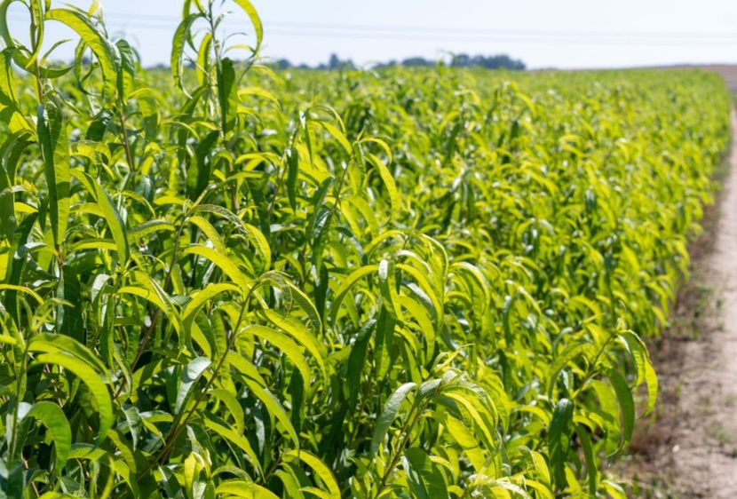 POMI COLUMNARI PITICI,MERI.CIRESI,CAISI,NECTARIN-10+5 GRATIS - POMI COLUMNARI PITICI MERI CIRESI CAISI NECTARIN 10 5 GRATIS