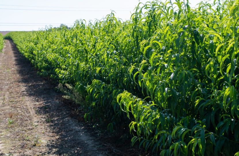 POMI COLUMNARI PITICI,MERI.CIRESI,CAISI,NECTARIN-10+5 GRATIS - POMI COLUMNARI PITICI MERI CIRESI CAISI NECTARIN 10 5 GRATIS