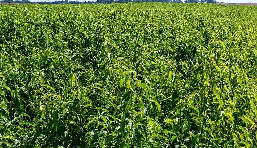 POMI COLUMNARI PITICI,MERI.CIRESI,CAISI,NECTARIN-10+5 GRATIS - POMI COLUMNARI PITICI MERI CIRESI CAISI NECTARIN 10 5 GRATIS