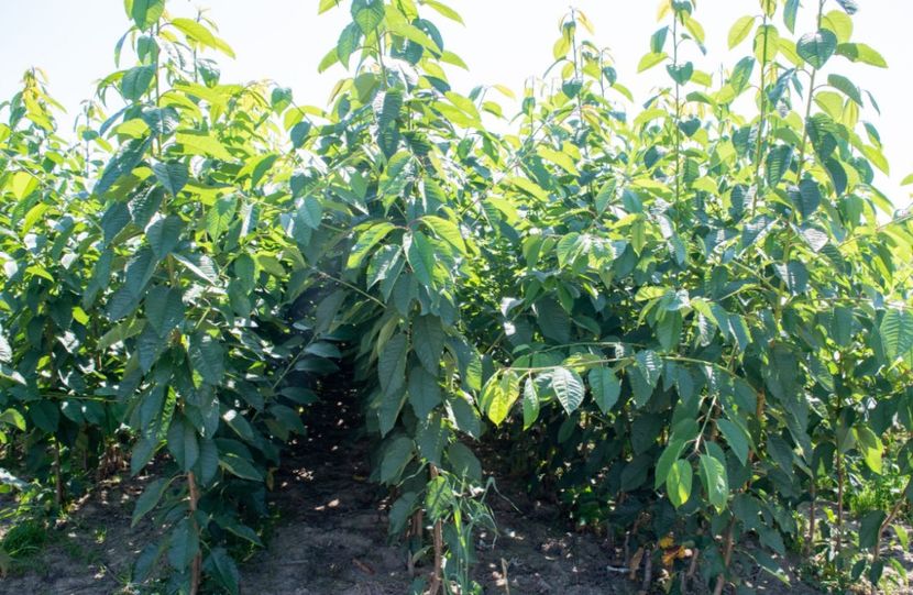 POMI COLUMNARI PITICI,MERI.CIRESI,CAISI,NECTARIN-10+5 GRATIS - POMI COLUMNARI PITICI MERI CIRESI CAISI NECTARIN 10 5 GRATIS