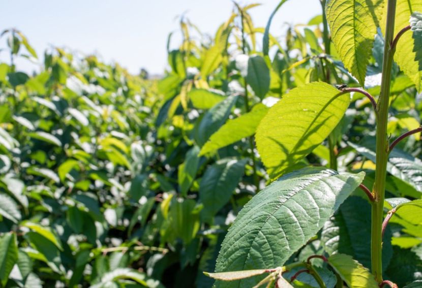 POMI COLUMNARI PITICI,MERI.CIRESI,CAISI,NECTARIN-10+5 GRATIS - POMI COLUMNARI PITICI MERI CIRESI CAISI NECTARIN 10 5 GRATIS