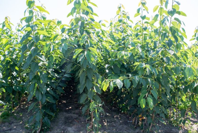 POMI COLUMNARI PITICI,MERI.CIRESI,CAISI,NECTARIN-10+5 GRATIS - POMI COLUMNARI PITICI MERI CIRESI CAISI NECTARIN 10 5 GRATIS