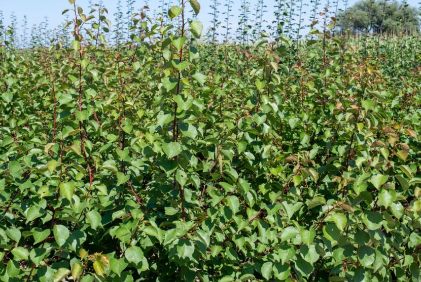 POMI COLUMNARI PITICI,MERI.CIRESI,CAISI,NECTARIN-10+5 GRATIS - POMI COLUMNARI PITICI MERI CIRESI CAISI NECTARIN 10 5 GRATIS