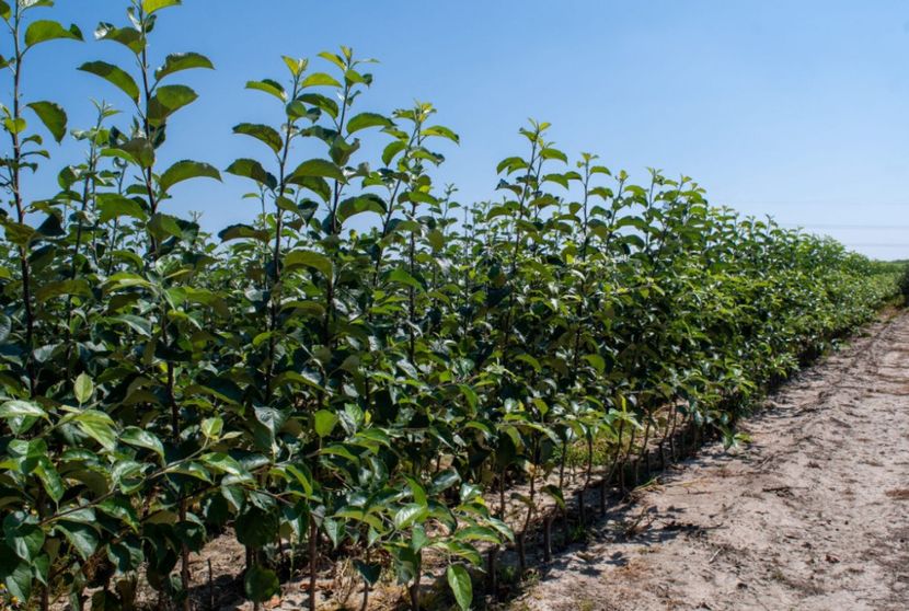 POMI COLUMNARI PITICI,MERI.CIRESI,CAISI,NECTARIN-10+5 GRATIS - POMI COLUMNARI PITICI MERI CIRESI CAISI NECTARIN 10 5 GRATIS