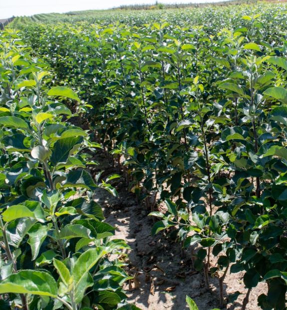 POMI COLUMNARI PITICI,MERI.CIRESI,CAISI,NECTARIN-10+5 GRATIS - POMI COLUMNARI PITICI MERI CIRESI CAISI NECTARIN 10 5 GRATIS