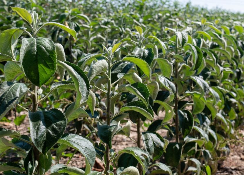 POMI COLUMNARI PITICI,MERI.CIRESI,CAISI,NECTARIN-10+5 GRATIS - POMI COLUMNARI PITICI MERI CIRESI CAISI NECTARIN 10 5 GRATIS