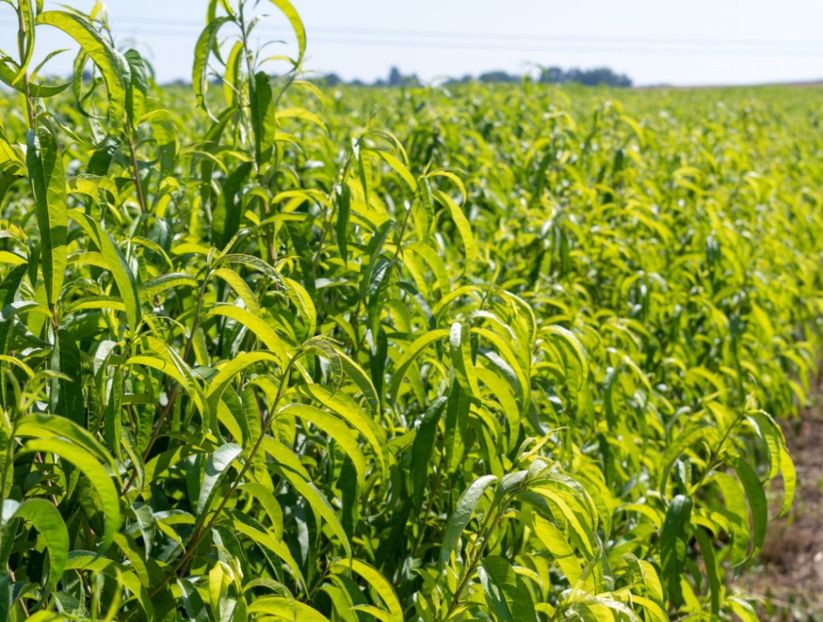 POMI COLUMNARI PITICI,MERI.CIRESI,CAISI,NECTARIN-10+5 GRATIS - POMI COLUMNARI PITICI MERI CIRESI CAISI NECTARIN 10 5 GRATIS