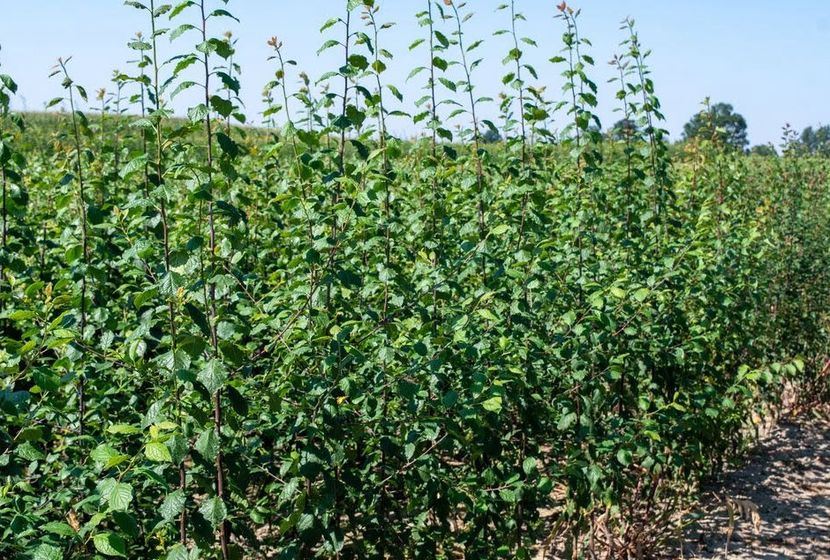 POMI COLUMNARI PITICI,MERI.CIRESI,CAISI,NECTARIN-10+5 GRATIS - POMI COLUMNARI PITICI MERI CIRESI CAISI NECTARIN 10 5 GRATIS