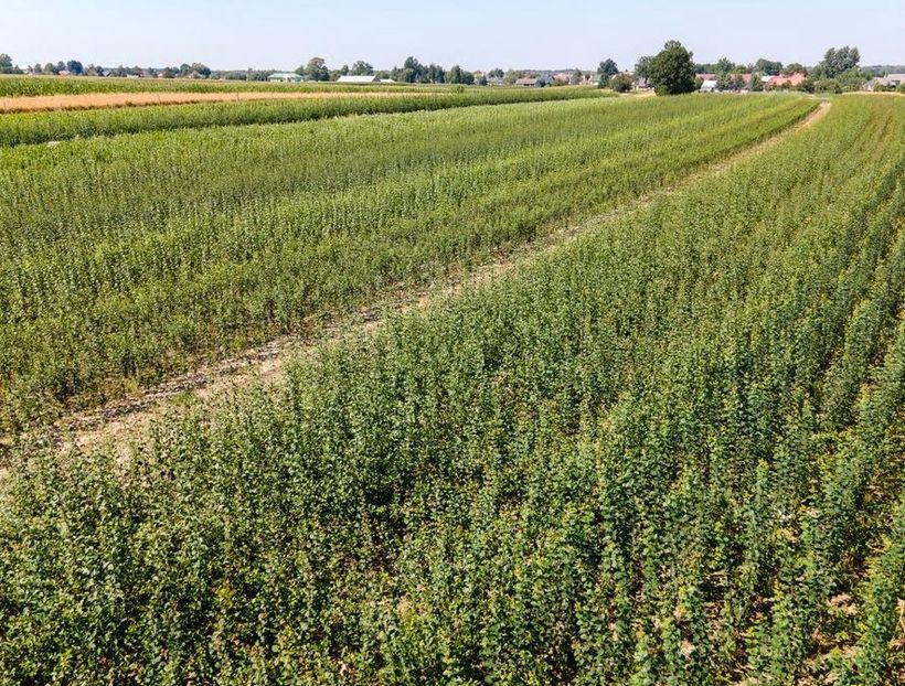 POMI COLUMNARI PITICI,MERI.CIRESI,CAISI,NECTARIN-10+5 GRATIS - POMI COLUMNARI PITICI MERI CIRESI CAISI NECTARIN 10 5 GRATIS