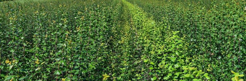 POMI COLUMNARI PITICI,MERI.CIRESI,CAISI,NECTARIN-10+5 GRATIS - POMI COLUMNARI PITICI MERI CIRESI CAISI NECTARIN 10 5 GRATIS