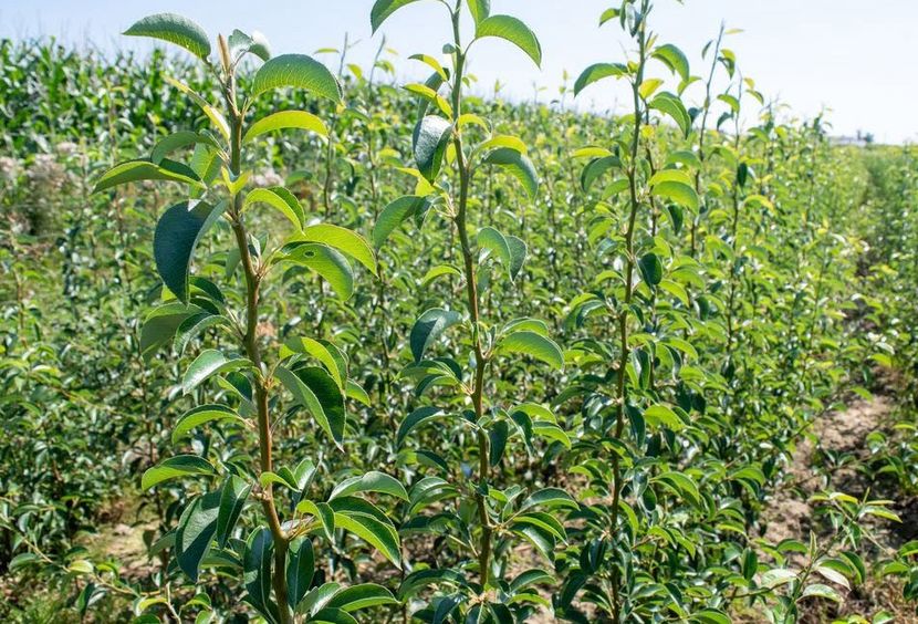 POMI COLUMNARI PITICI,MERI.CIRESI,CAISI,NECTARIN-10+5 GRATIS - POMI COLUMNARI PITICI MERI CIRESI CAISI NECTARIN 10 5 GRATIS