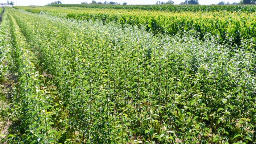 POMI COLUMNARI PITICI,MERI.CIRESI,CAISI,NECTARIN-10+5 GRATIS - POMI COLUMNARI PITICI MERI CIRESI CAISI NECTARIN 10 5 GRATIS