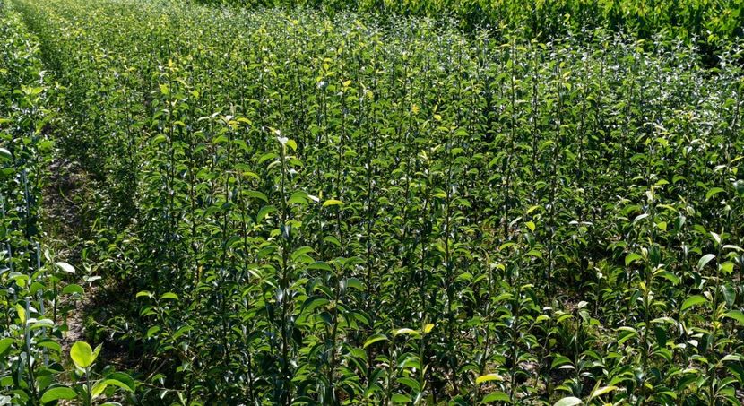 POMI COLUMNARI PITICI,MERI.CIRESI,CAISI,NECTARIN-10+5 GRATIS - POMI COLUMNARI PITICI MERI CIRESI CAISI NECTARIN 10 5 GRATIS