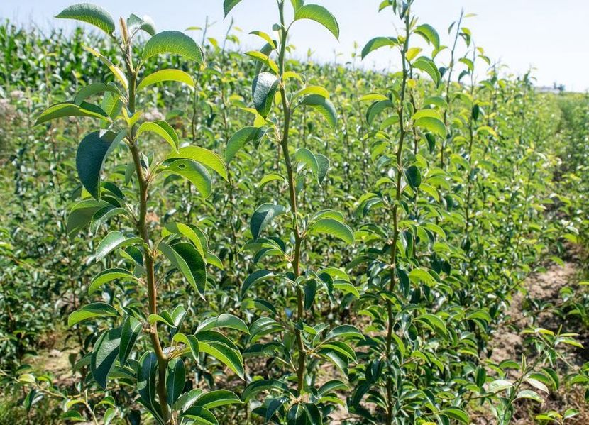 POMI COLUMNARI PITICI,MERI.CIRESI,CAISI,NECTARIN-10+5 GRATIS - POMI COLUMNARI PITICI MERI CIRESI CAISI NECTARIN 10 5 GRATIS