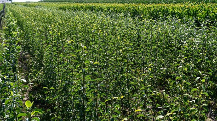 POMI COLUMNARI PITICI,MERI.CIRESI,CAISI,NECTARIN-10+5 GRATIS - POMI COLUMNARI PITICI MERI CIRESI CAISI NECTARIN 10 5 GRATIS