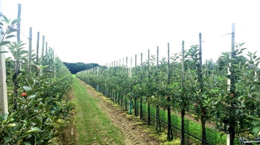 POMI COLUMNARI PITICI,MERI.CIRESI,CAISI,NECTARIN-10+5 GRATIS - POMI COLUMNARI PITICI MERI CIRESI CAISI NECTARIN 10 5 GRATIS