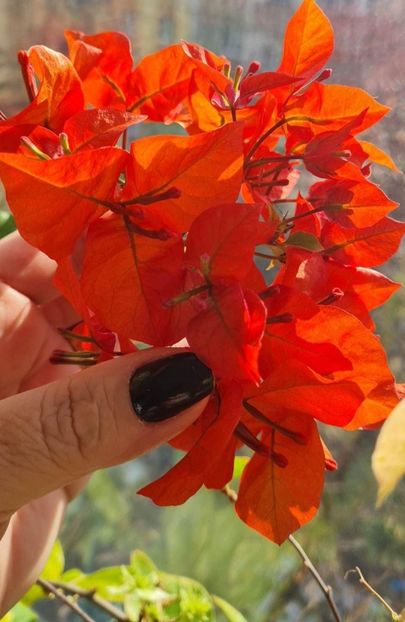 Flame Red - Bougainvillea 2023