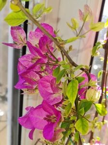 Violet September - Bougainvillea 2023