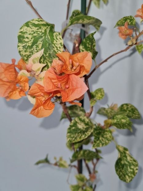 Diamond Orange - Bougainvillea 2023