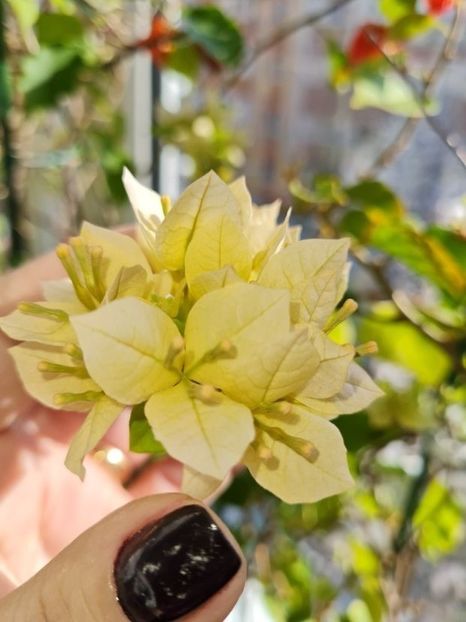  - Bougainvillea 2023