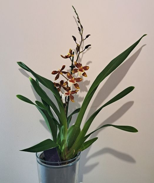 Colmanara Gold Rush - Colmanara