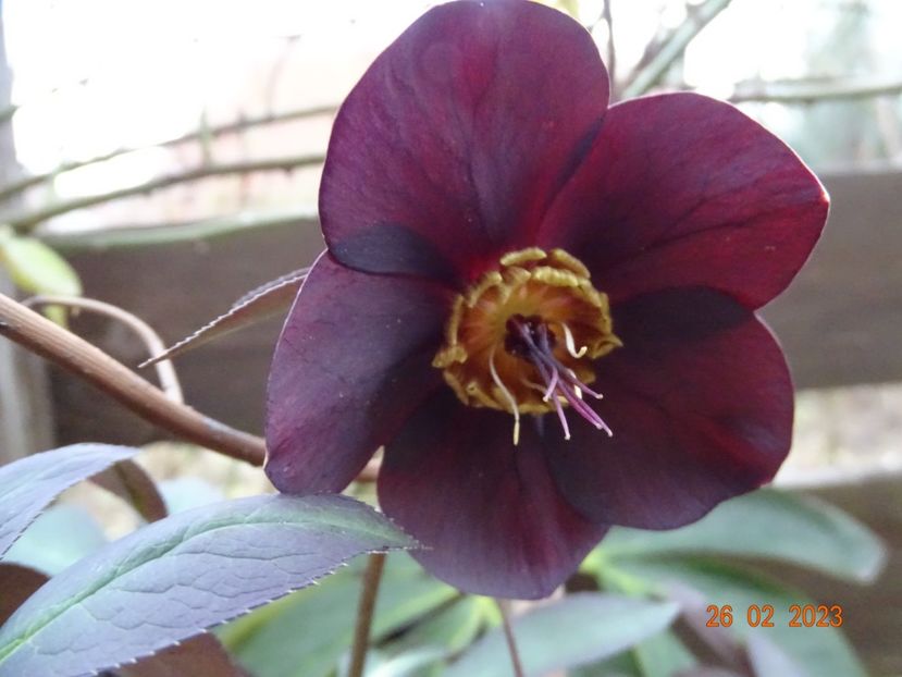 Black Diamond - Helleborus 2023