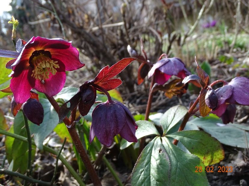 seedling - Helleborus 2023