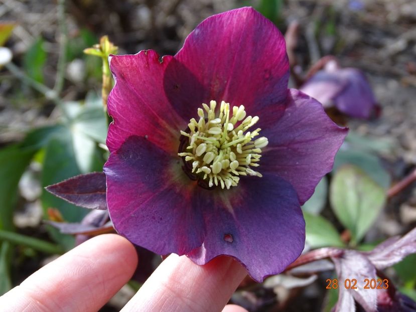 seedling - Helleborus 2023